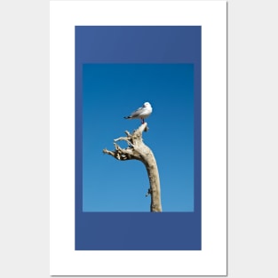 seagull on driftwood Posters and Art